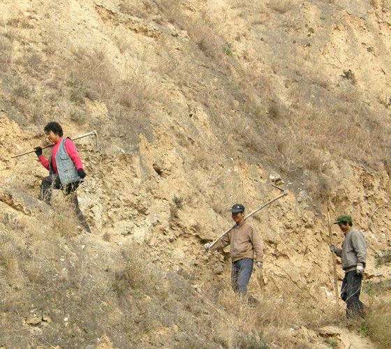雖沒(méi)有十里桃林，漫山遍野的灼灼芳華。但我們有萬(wàn)畝國(guó)家級(jí)標(biāo)準(zhǔn)化油橄欖種植示范基地，漫山遍野，香氣撲鼻。畝是中國(guó)市制土地面積單位，一畝等于六十平..