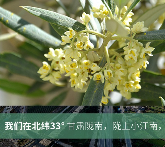 武都的氣候、土壤等與地中海沿岸極其相似，同處于世界頂級(jí)油橄欖黃金生產(chǎn)帶（32°58--33°36）年平均氣溫為14.7°，年日照時(shí)數(shù)1911..